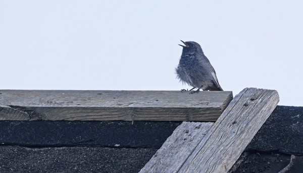 MUSTALEPPÄLINTUKOIRAS LAULOI JOKA PÄIVÄ MAJAPAIKKAMME PIHASSA