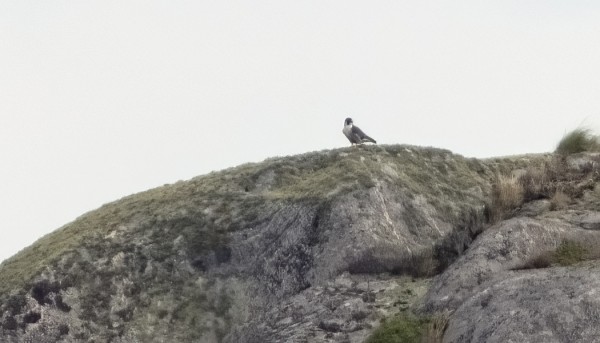 KAUKAA OTETTU DOKUMENTTIKUVA VANHASTA MUUTTOHAUKASTA KOBBANILLA