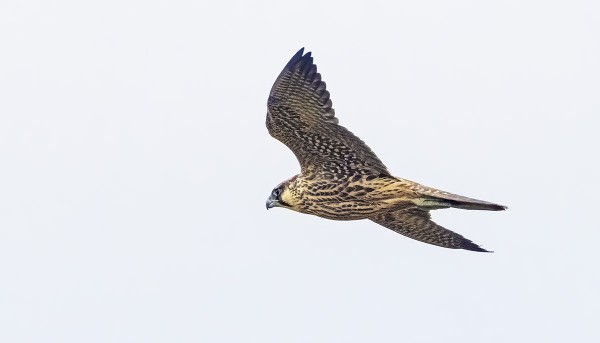 NUORI MUUTTOHAUKKA PYYHÄLSI PARI KERTAA TORNIN OHI, MUUTENKIN NÄHTIIN USEITA MUUTTOHAUKKOJA