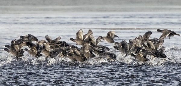 HAAPSALUN RANNASSA OLI TUHANSIA NOKIKANOJA
