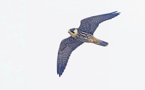 NUOLIHAUKKA LENTELI PÄIVÄLLÄ KYLÄALUEELLA