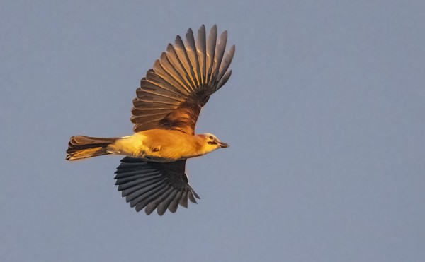 NÄRHIÄ NÄHTIIN KOVIN VÄHÄN VERRATTUNA AIEMPIIN SYKSYIHIN