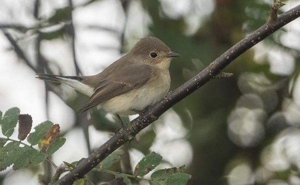 KAIKKI PIKKUSIEPOT OVAT OLLEET NUORIA LINTUJA