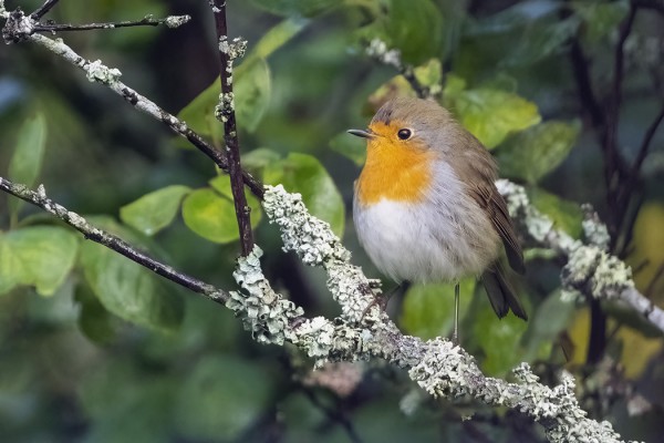 PUNARINTOJEN SYYSMUUTTO ON HILJALLEEN KÄYNNISTYNYT