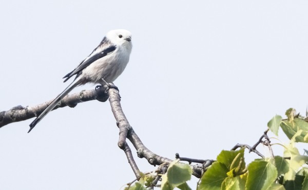 PYRSTÖTIAISILLA OLI PIENTÄ VAELLUSTA