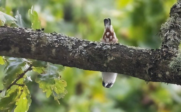 PÄHKINÄNAKKELI NÄYTTI TUTTUA  PÄÄ ALASPÄIN LIIKKUMISTAAN