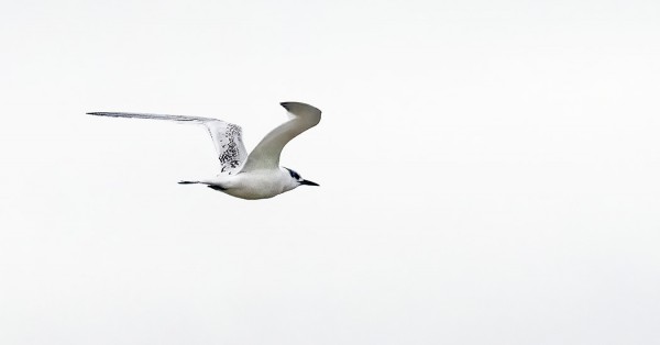 RIUTTATIIROJA OLI VIELÄ USEITA