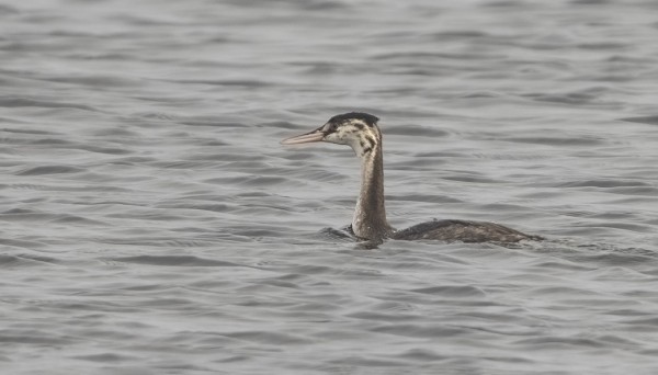 NUORI SILKKIUIKKU. LAJI ON VARSIN VÄHÄLUKUINEN UTÖSSÄ.