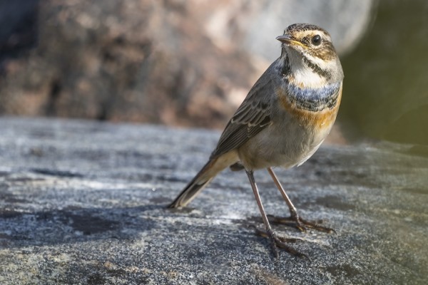 SINIRINTA ITÄRANNALLA