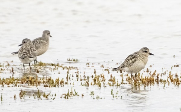 MUUTAMA TUNDRAKURMITSA NÄHTIIN PUISEN RANNALLA