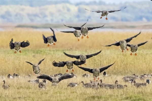 TUNDRAMETSÄHANHIA NÄHTIIN RUNSAASTI, JOUKOSSA MYÖS LUKUISASTI TUNDRAHANHIA
