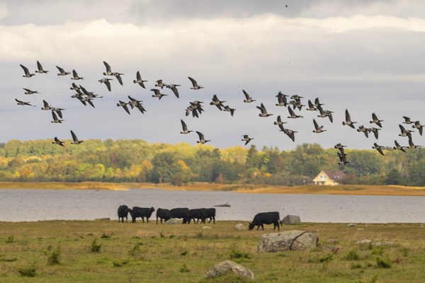 VALKOPOSKIHANHIA OLI MONESSA PAIKASSA SATAPÄISIÄ PARVIA