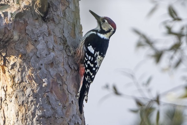 KOIRAS VALKOSELKÄTIKKA ILMESTYI KABLIN TORNIN LÄHELLE