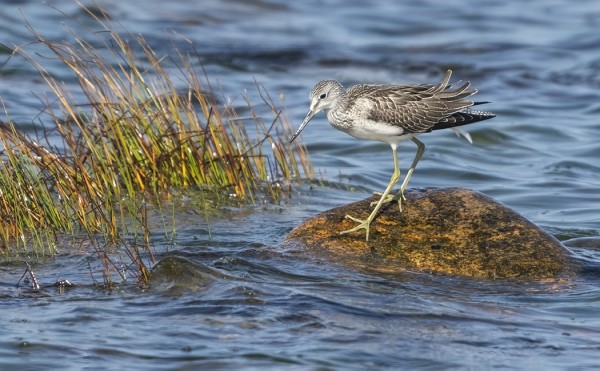 VALKOVIKLOJA RIITTÄÄ JOKA PÄIVÄLLE