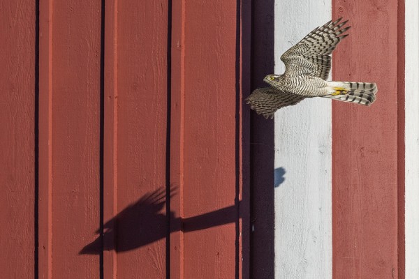 VARPUSHAUKKOJA SUHAHTAA PIHAMME LÄPI HYVÄÄ TAHTIA