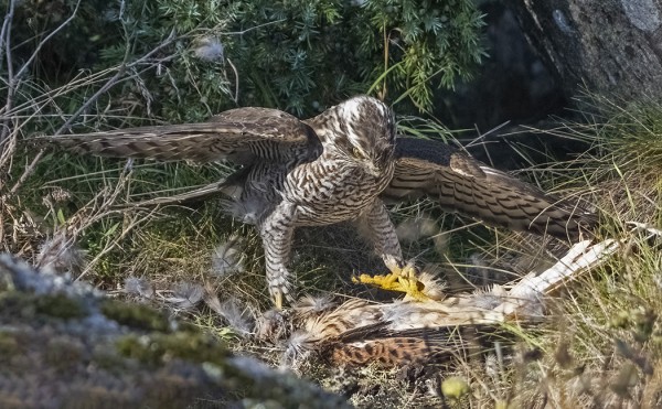 varpushaukka_51_Korppoo_09_21