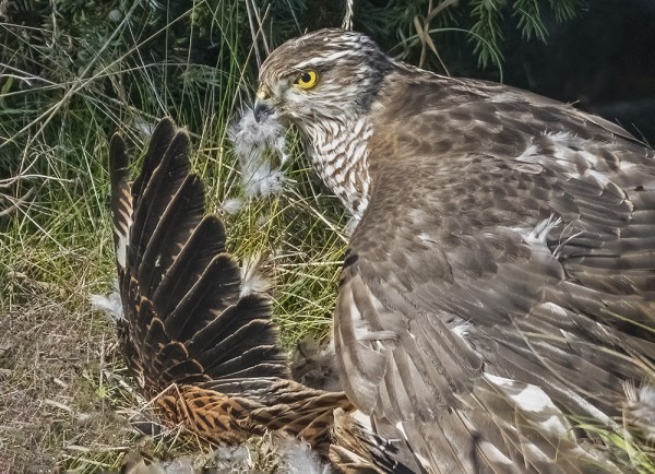 VARPUSHAUKAT PYYDYSTÄVÄT KOVAA TAHTIA TUULIHAUKKOJA