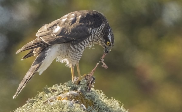 VARPUSHAUKKA SÖI SUOKUKKOA ITÄRANNAN TUNTUMASSA