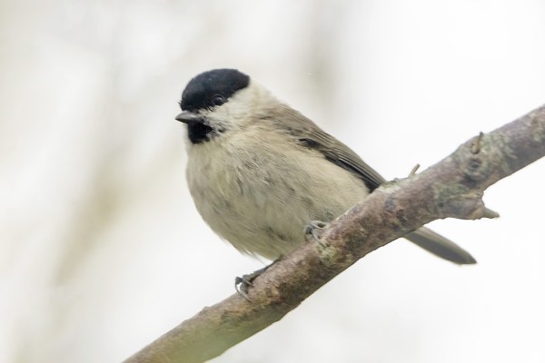 VIITATIAISET EIVÄT OLLEET TÄLLÄ KERTAA OIKEIN KO-OPERATIIVISIA - HYVÄT KUVAT JÄIVÄT SAAMATTA