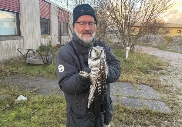 HIIRIPÖLLÖ LENSI SPONDESTI PÄIN RIVITALON IKKUNAA JA PÖKERTYI JOKSIKIN AIKAA MUTTA ANTERO TOPP'IN KÄSIEN KAUTTA LINTU KUITENKIN LÄHTI VIELÄ LENTOON JA NÄYTTI PÄRJÄÄVÄN LOPPUPÄIVÄN SAARESSA KOHTALAISEN HYVIN