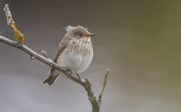 HARMAASIEPPOJA VIIVYTTELEE VIELÄ