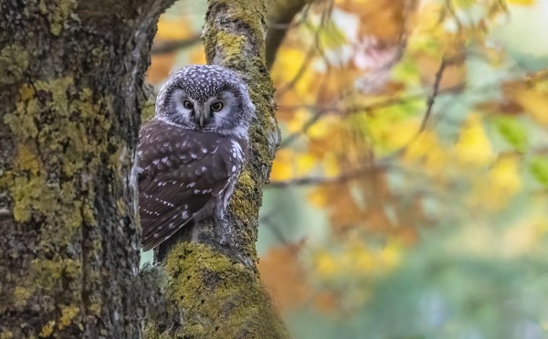 HELMIPÖLLÖ GAMLA POSTENIN RUSKAN KESKELLÄ