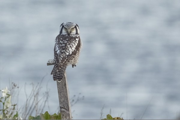 HIIRIPÖLLÖ ILAHDUTTI