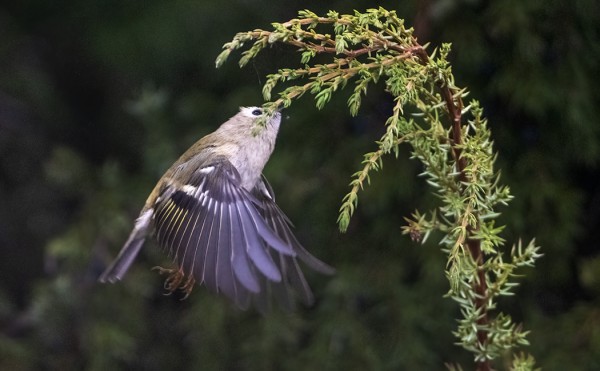 HIPPIÄISIÄ ON NYT RUNSAASTI