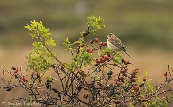 LUNDENIN JOUKO SAI HIENON KUVAN SAARESSA PYSYTELLEESTÄ ISOKIRVISESTÄ - KIITOS JOKKELLE!