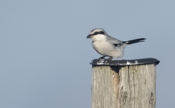 ISOLEPINKÄISIÄ ON LIKI PÄIVITTÄIN