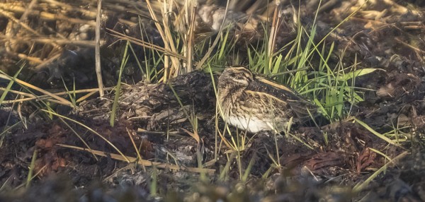 JÄNKÄKURPPA ITÄRANNALLA