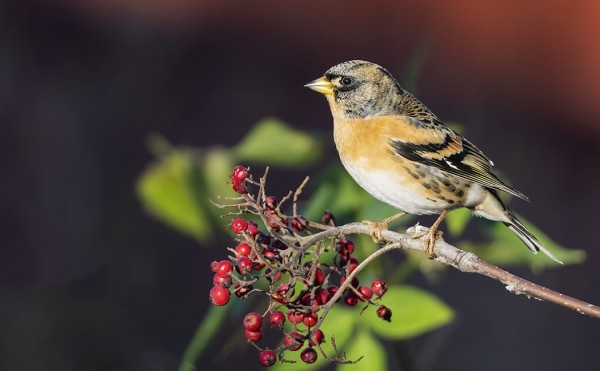 JÄRRIPEIPPO ON LÖYTÄNYT VIELÄ MUUTAMIA PIHLAJANMARJOJA