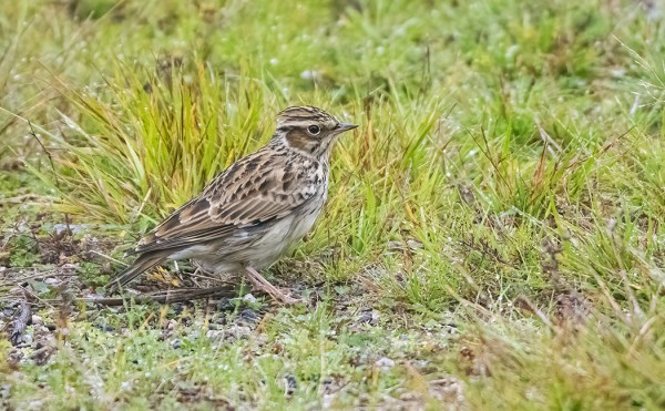 MUUTAMA KANGASKIURU ON VIIHTYNYT JO PIDEMPÄÄN SAARESSA