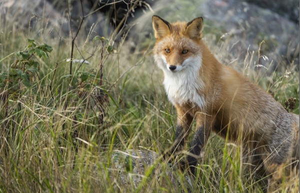 PUOLIKESYJÄ KETTUJA NÄKEE LÄHES PÄIVITTÄIN