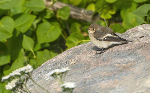 JOKUNEN KIRJOSIEPPOKIN ON VIELÄ SAARESSA