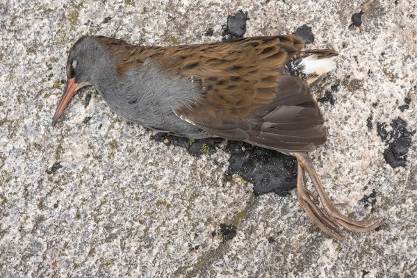 KUOLLUT LUHTAKANA LÖYTYI MAJAKAN JUURELTA