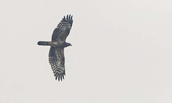 MEHILÄISHAUKOILLA ALKAA OLLA JO KIIRE AFRIKKAAN