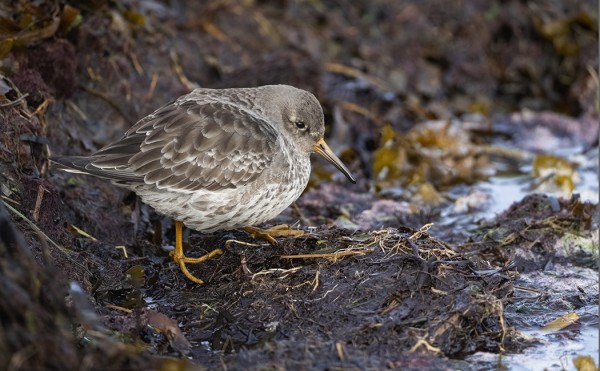 merisirri_02_Korppoo_10_21