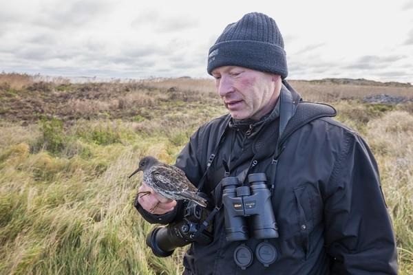 TÄNÄÄN OLI ITÄRANNALLA KOLME MERISIRRIÄ, JOISTA YKSI OLI NIIN VÄSYNYT, ETTÄ PÄÄTYI TITTOSEN JOUNIN HOIVAAN. SIRRI JÄTETTIIN LEVÄVALLILLE TOIPUMAAN EIKÄ SITÄ NÄHTY ENÄÄ SEURAAVANA PÄIVÄNÄ.