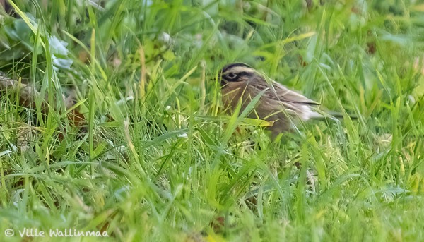 VILLE WALLINMAA LÖYSI JA KUVASI HIENON UUDEN SAARILAJIN - MUSTAKURKKURAUTIAISEN - KOVASEN TALON LUONA TIEN REUNANURMIKOLLA