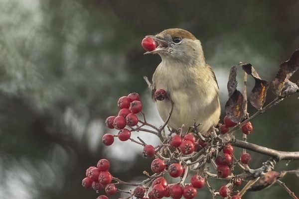 MUSTAPÄÄKERTTUJA ON YLLÄTTÄVÄN NIUKASTI