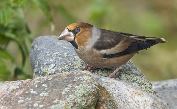 NOKKAVARPUNEN LÄYSI MEIDÄN SAUNANKULMAUKSEN