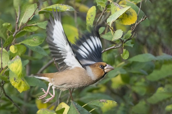 nokkavarpunen_04_Korppoo_09_21