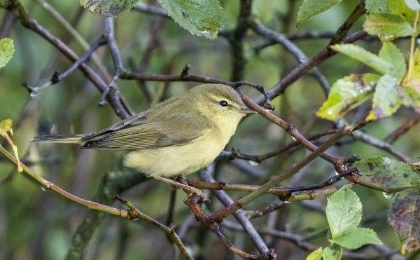 MUUTAMA PAJULINTUKIN ON VIELÄ, MUTTA FYLLARIT OVAT YLEISESTI OTTAEN VÄHISSÄ