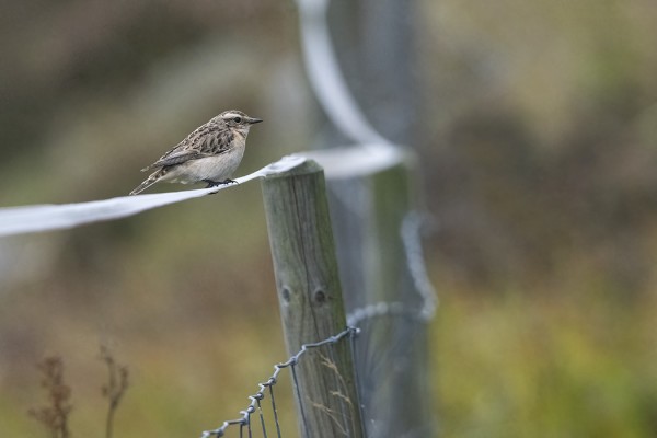 MELKO MYÖHÄINEN PENSASTASKU OLESKELI HAUTAUSMAAN TAKANA LAMMASAITAUKSEN LIEPEILLÄ