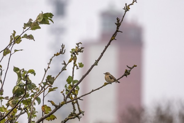 PENSASTASKU ON PYSYTELLYT ITÄNIITYLLÄ (Kuva: Outi Sarjakoski)