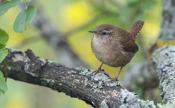 PEUKALOISTEN SYYSMUUTTO ON EDELLEEN HYVÄSSÄ VAUHDISSA