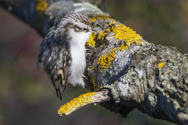 PUUKIIPIJÄT MUUTTAVAT NYT