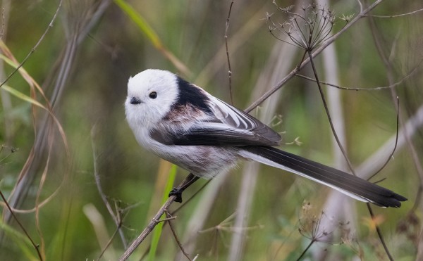 PYRSTÖTIAISIA ON NYT JONKIN VERRAN LIIKKEELLÄ