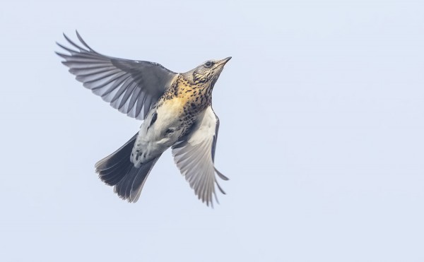 räkättirastas_03_Korppoo_10_21